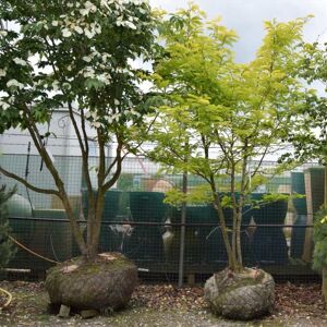 Gleditsia triacanthos 'Sunburst' 10-12 SS